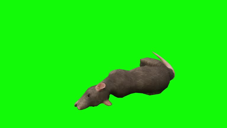 Rat Running Stock Videos and Royalty-Free Footage - iStock Rat Running Stock Videos and Royalty-Free Footage - iStock