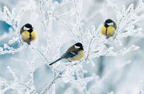 istock bird tits they sit on branches covered with white frost in the winter 1301212055