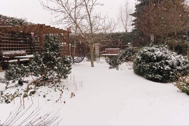 Freshly fallen snow transforming a tranquil garden into a serene winter landscape, covering plants, shrubs, and trees