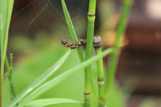 istock closeup macro from thin green water bamboo with seeds on the top 1301215474
