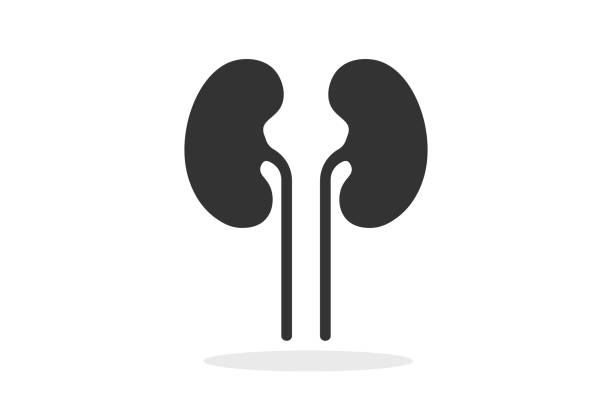 illustrations, cliparts, dessins animés et icônes de rein. icône simple. élément plat de modèle pour la conception graphique. illustration vectorielle eps10. - renal vein