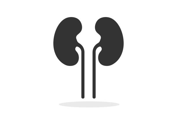 Kidney. Simple icon. Flat style element for graphic design. Vector EPS10 illustration. Kidney. Simple icon. Flat style element for graphic design. Vector EPS10 illustration human kidney stock illustrations