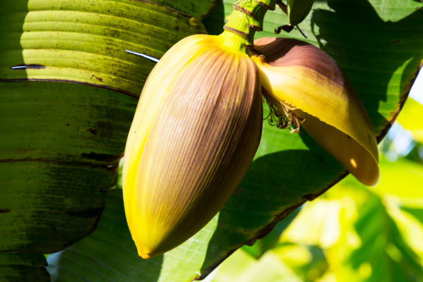 istock Focus a banana bud on tree with green grass field background. Asian super fruit. Tropical fruits. image for background, wallpaper and copy space.Tree banana.Raw banana on tree. Early Spring 1301215868