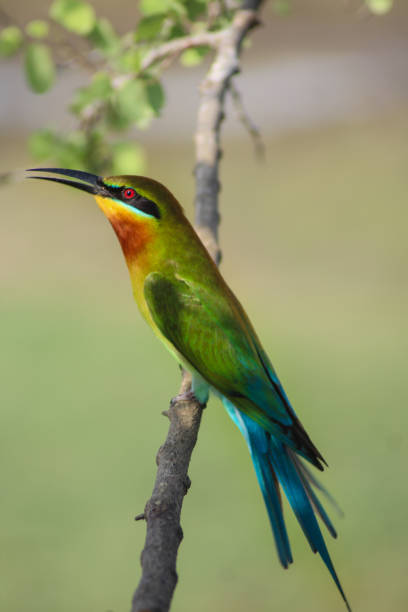 istock Close up of Blue-tailed bee-eater, perched on a branch with open beak 1301217496