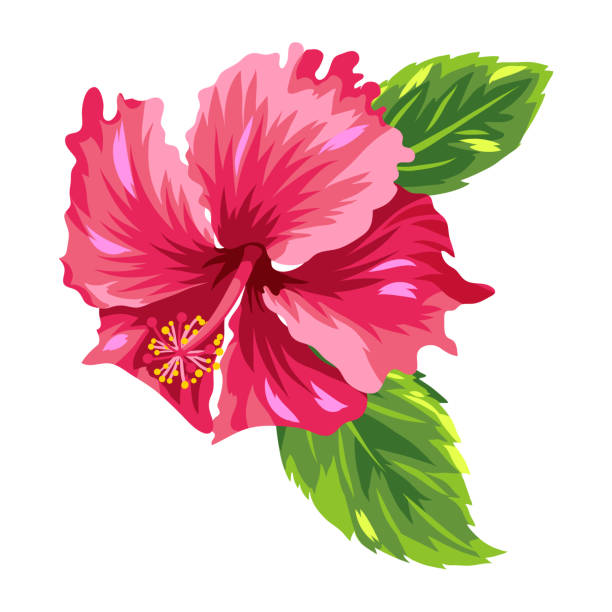 istock Illustration of tropical hibiscus flower. 1301218001