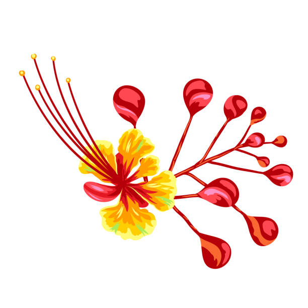 Illustration of tropical caesalpinia flower. Illustration of tropical caesalpinia flower. Decorative exotic plant. pistil stock illustrations