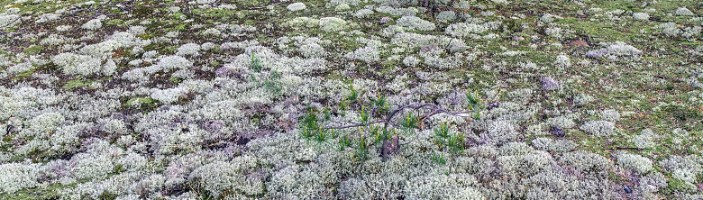 Iceland moss lichen fungus background