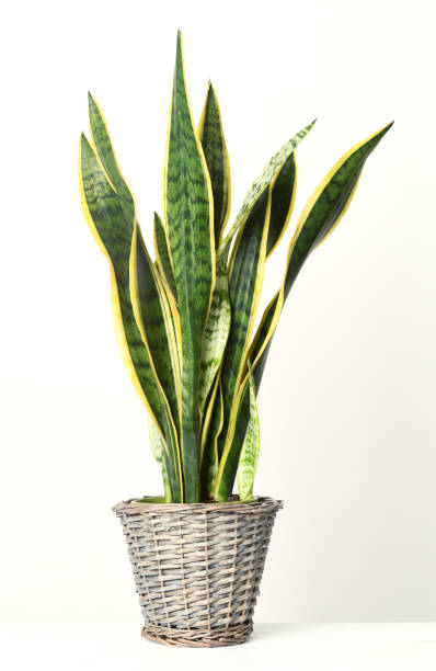 istock Sansevieria trifasciata in flowerpot 1301218449