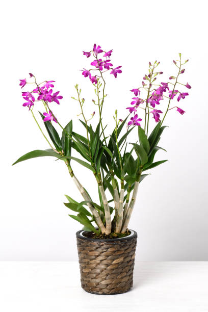 Orchid Dendrobium Berry Oda Orchid Dendrobium Berry Oda with beautiful purple flowers dendrobium orchid stock pictures, royalty-free photos & images