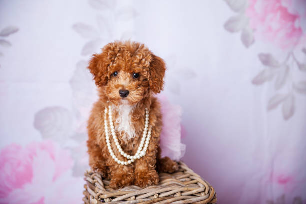istock Cute Small Bichon Poodle Bichpoo puppy dog standing on a basket in a studio setting 1301219255