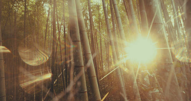 istock The land of bamboo 1301219356