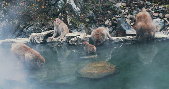 A view at monkeys bathing in hot springs and enjoying the life.