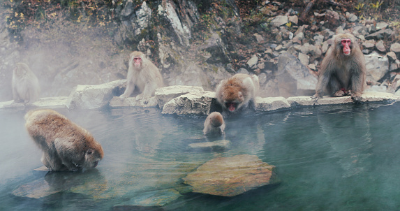 Front view of a few snow monkeys in their natural habitat. They're drinking water from the pool and enjoying the warmth.