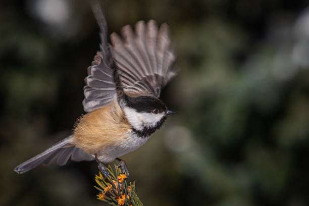 Black-headed, in flight, in winter, (Poecile atricapillus), Black-capped chickadee in winter.