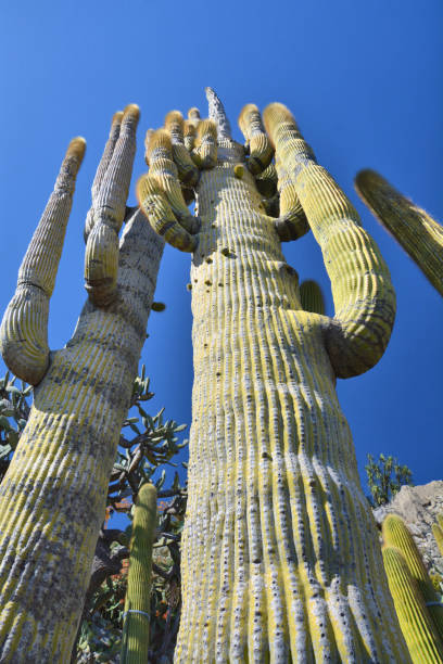 istock Giant cactus growing in exotic garden 1301220585