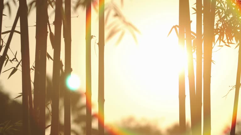 Silhouettes of bamboo leaves swaying in the wind at sunset.