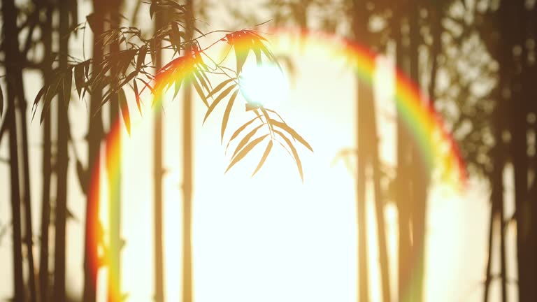 Silhouettes of bamboo leaves swaying in the wind at sunset.