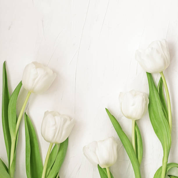 istock Delicate white tulip flowers with green leaves 1301221084