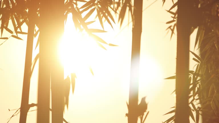 Silhouettes of bamboo leaves swaying in the wind at sunset.