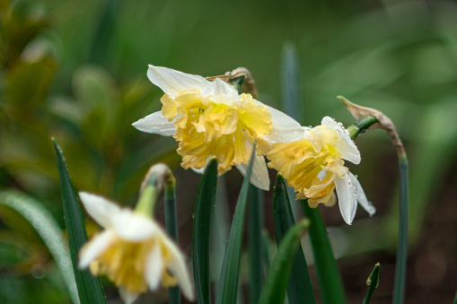 Daffodils in a rough grass field in spring, Isle of Lewis, Scotland, United Kingdom