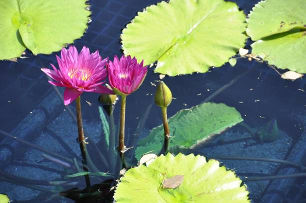 istock water lilies at the pond 1301221936