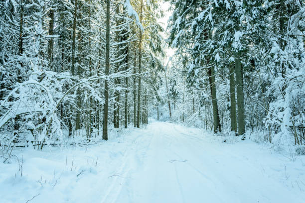 istock Road through winter snowy coniferous forest in Latvia. 1301222891