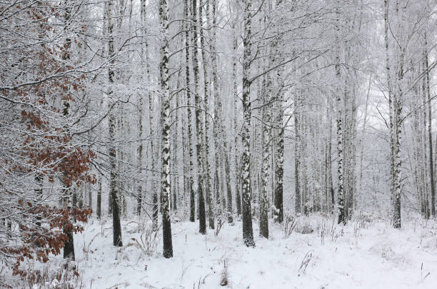 istock Young birches with black and white birch bark in winter 1301223455