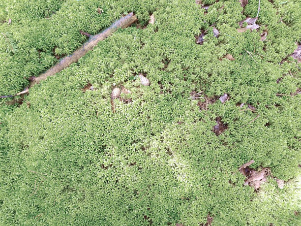 istock Natural background with fresh moss and twigs. Background concept, nature 1301224118