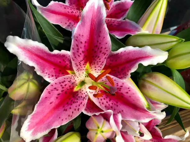 Photo of Close-up image of spotted, bright pink oriental lily flowers (Lilium) flowerhead pictured against a blurred background of green stems, leaves, buds wrapped in cellophane, elevated view