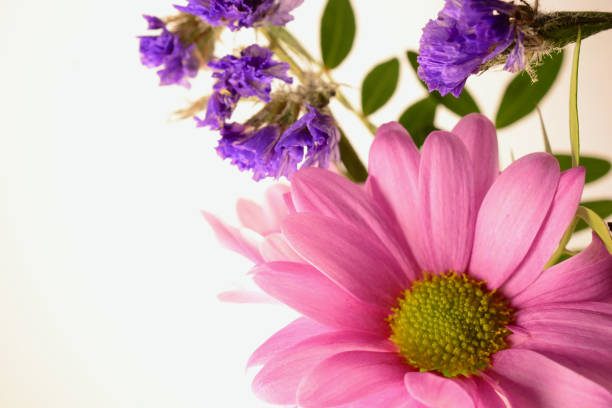 istock Pretty pink gerbera in a glass jar 1301225842