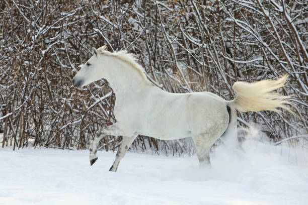 istock White horse running in paddock on the snowy bushes background 1301226544
