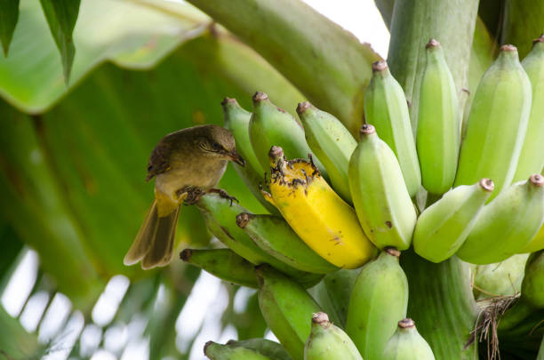 Streak-eared Bulbul (Pycnonotus blanfordi) perched on banana bunch branch, found in south-eastern Asia. Its natural habitat is subtropical or tropical moist lowland forests. Thailand