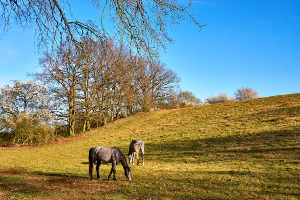 Two horses graze on a green hillside under blue sky.