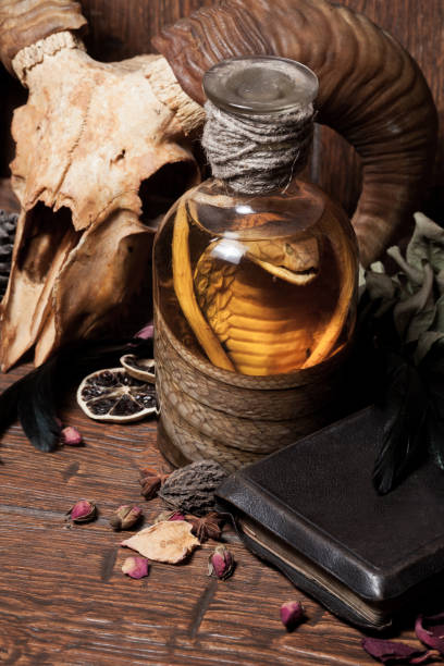 istock Vintage witchcraft still life with snake cobra and skull. 1301226933