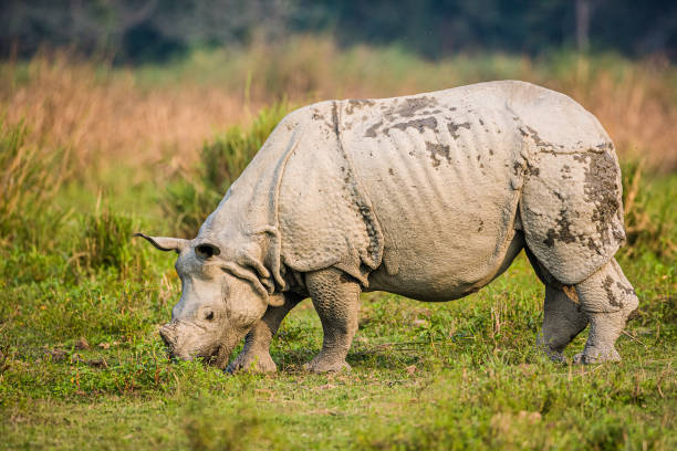 istock Greater one-horned Rhino grazing 1301227292