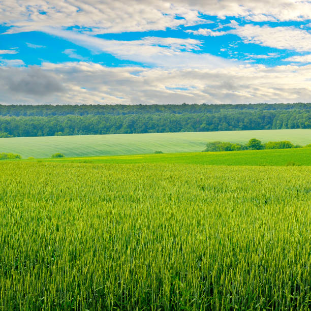 istock Green wheat field and blue cloudy sky. 1301227452