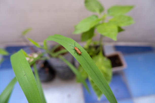 An orange insect on the green grass