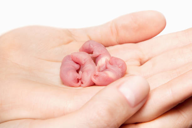 Little newborn rats sleep in human hands Little newborn rats sleep in human hands. baby mice stock pictures, royalty-free photos & images
