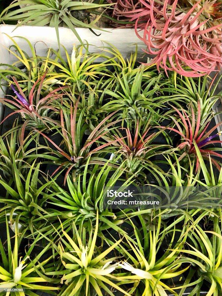 Image of air plant houseplants growing without soil and roots in white trough, Tillandsia species Stock photo showing air plants growing without soil and roots in a white trough. Popular as houseplants the species Tillandsia need misting to survive. Air Plant Stock Photo
