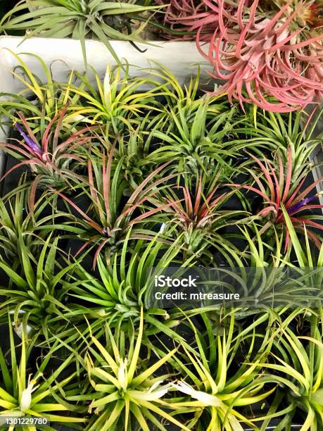 Image Of Air Plant Houseplants Growing Without Soil And Roots In White Trough Tillandsia Species Stock Photo - Download Image Now
