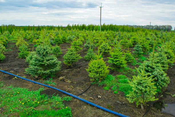 pépinière de plantes. culture de semis de conifères. paysage de jeunes sapins débarqués en rangées. - surgical pin photos et images de collection