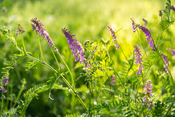 fermez-vous vers le haut de la vue des fleurs pourpres de vicia villosa vetch poilue le jour ensoleillé d’été - vetch photos et images de collection