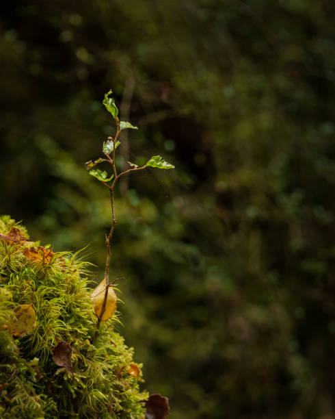 istock New tree growing from the moss-covered tree trunks with spider webs in the lush green forest. Vertical format. 1301234483
