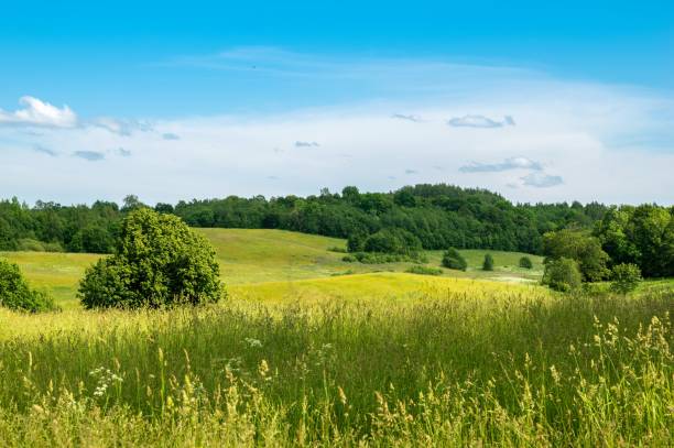 istock Summer landscape against blue sky 1301234717