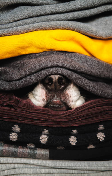 istock Dog's nose hiding between textures of sweaters and warm clothes. 1301234864