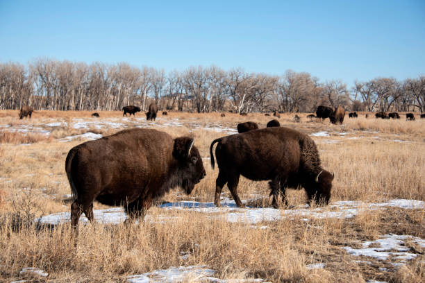 istock Two bison also called buffalo grazing on grassy plains with buffalo herd 1301235419