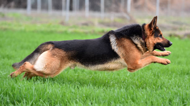 istock a beautiful german shepherd in a green field 1301236146