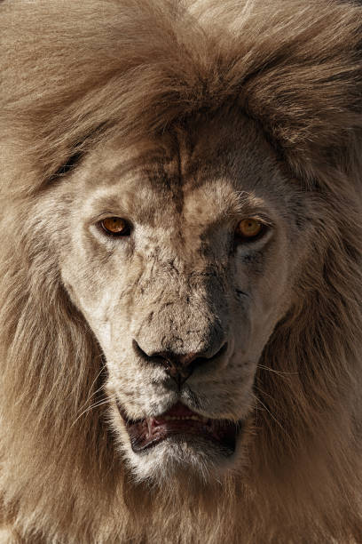 istock Portrait of a Beautiful lion 1301237263
