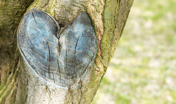 istock Heart carved in a live tree bark 1301239835