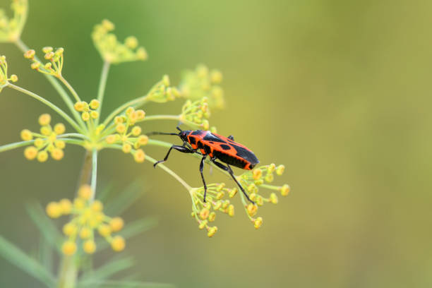 istock A fireman beetle sits on a plant on a green background, macro. Close up 1301241045